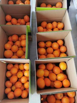 江西贛州興國(guó)縣贛南臍橙 品質(zhì)與價(jià)格的黃金平衡